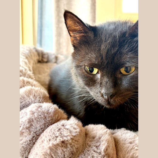 Photo of Bellatrix 