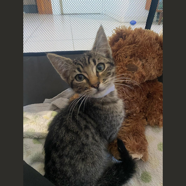 Photo of Silver (K64)