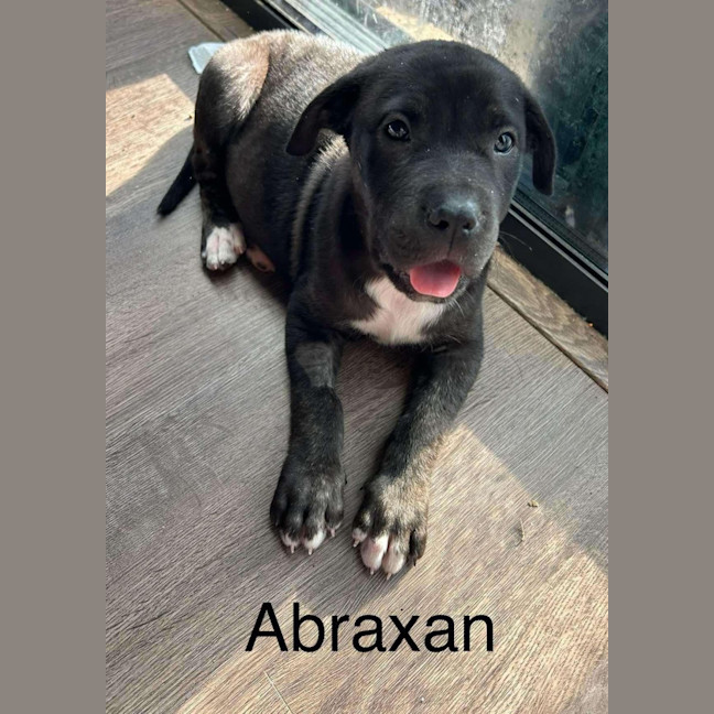 Photo of Abraxan