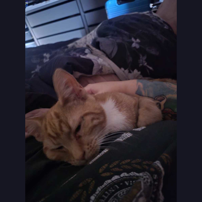 Photo of Simba