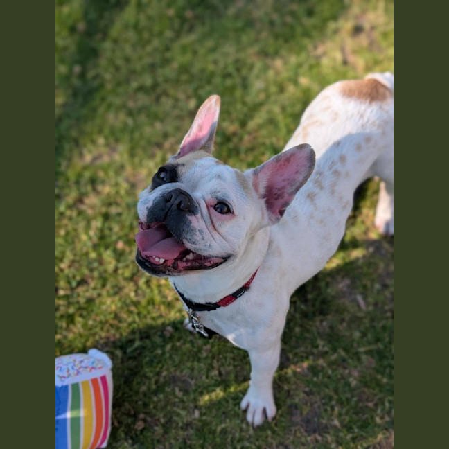 Photo of Bonnie