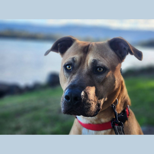 Photo of Griffin