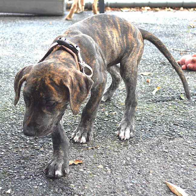 Photo of Tigger