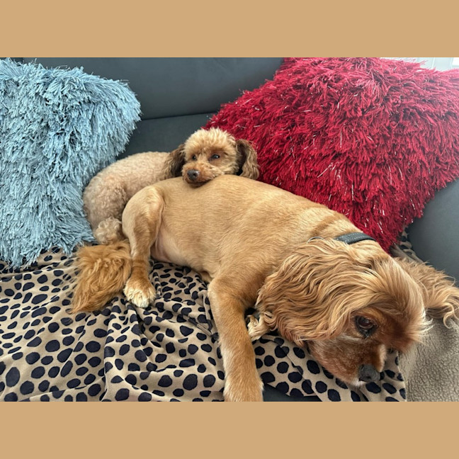 Photo of Todd And Copper