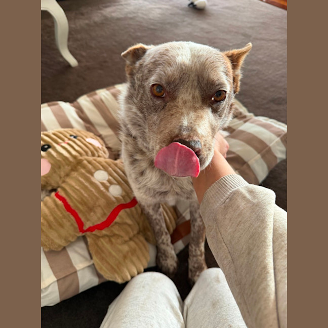 Photo of Baxter
