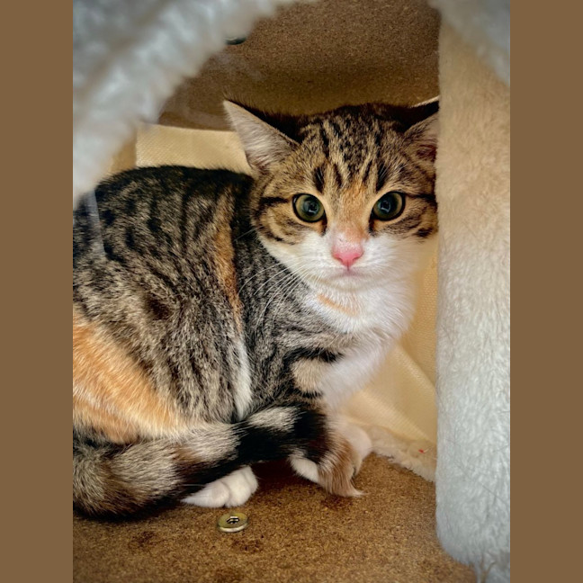 Photo of Pearl