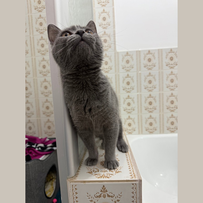 Photo of Sassy Mctrashpaws