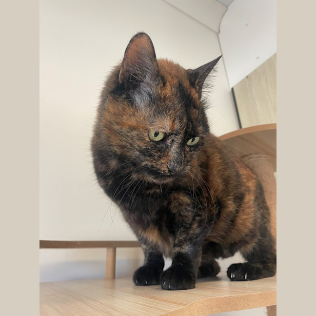Photo of C1614 Fusbitz (Miss Puss)