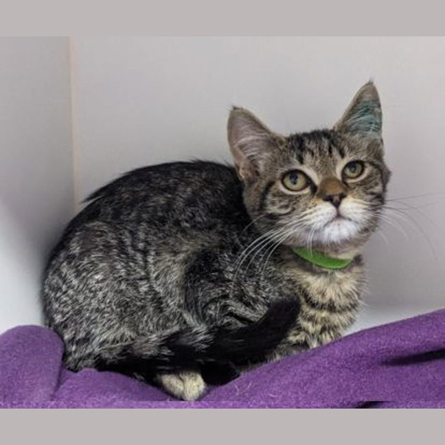 Photo of Merry Go Round