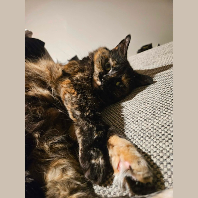 Photo of Gypsy   In Foster Care In Cremorne
