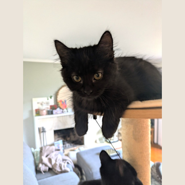 Photo of Lyra