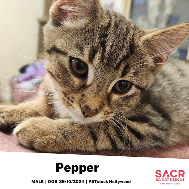 Photo of Pepper