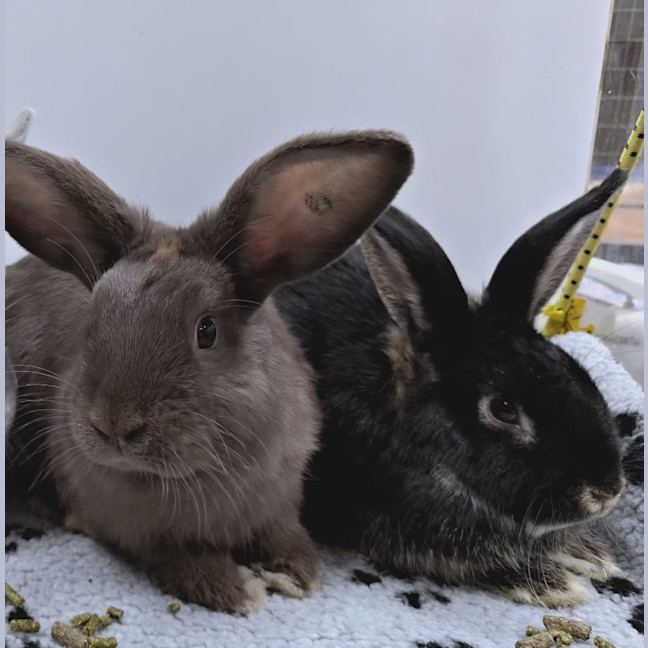 Photo of Rusty & Effie