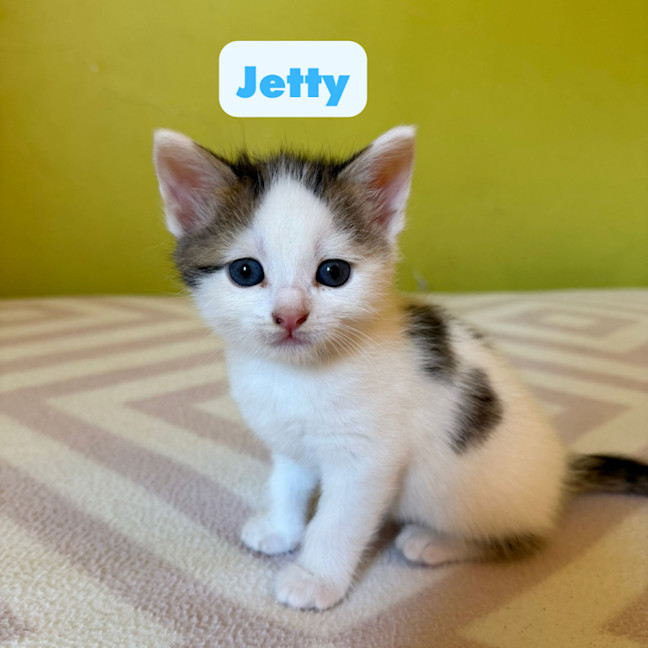 Photo of Island Kittens