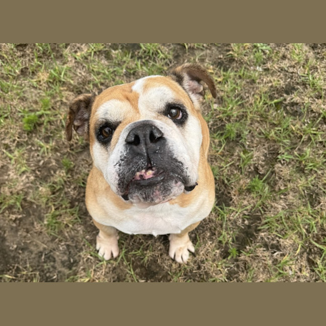 Photo of Bertie Imp 2694