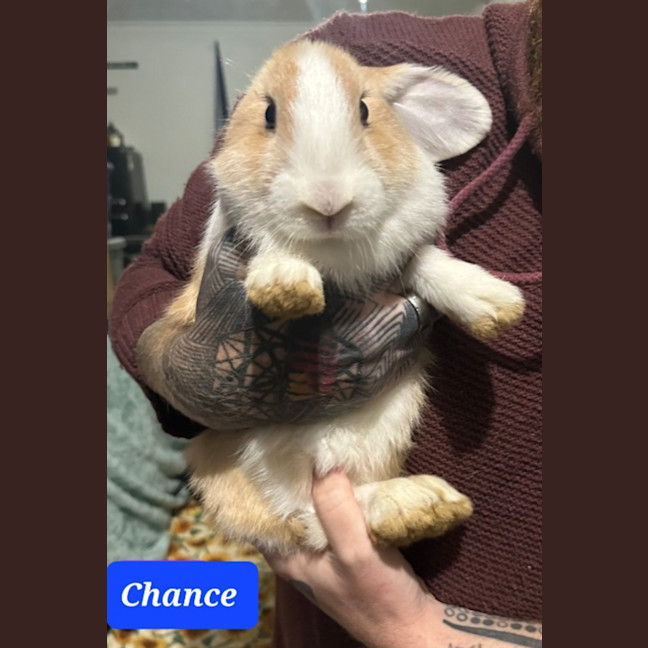 Photo of Chance