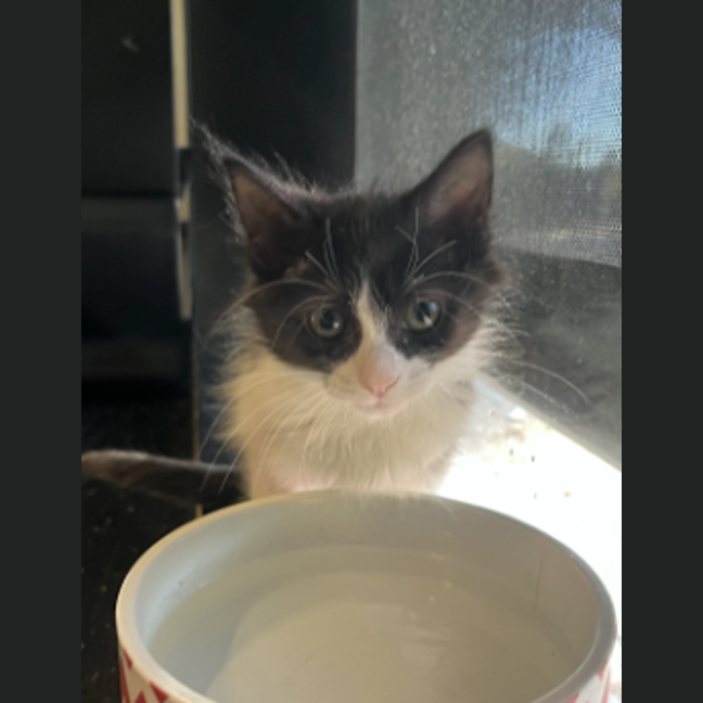 Photo of Luther Sickel