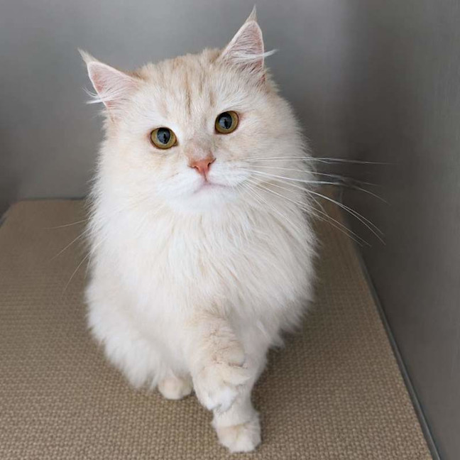 Photo of Snowy