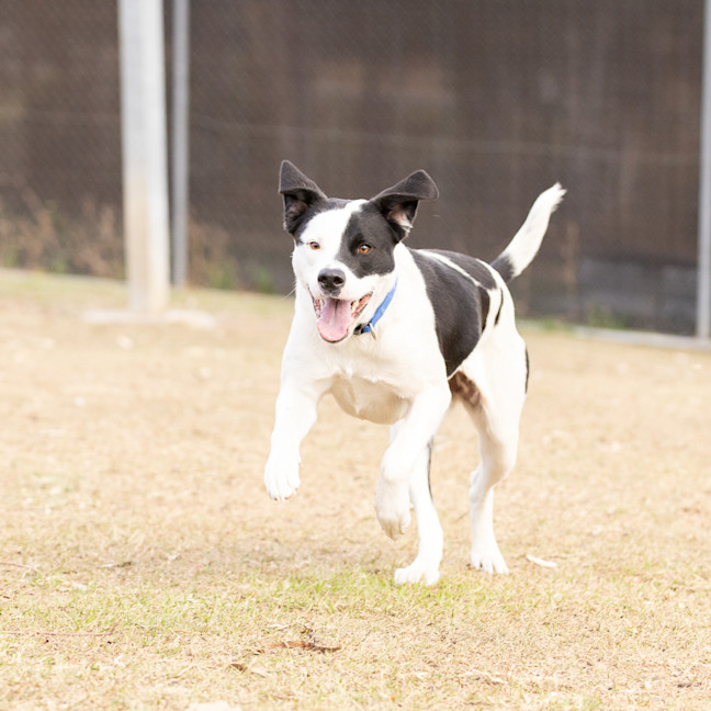 Photo of Daisy