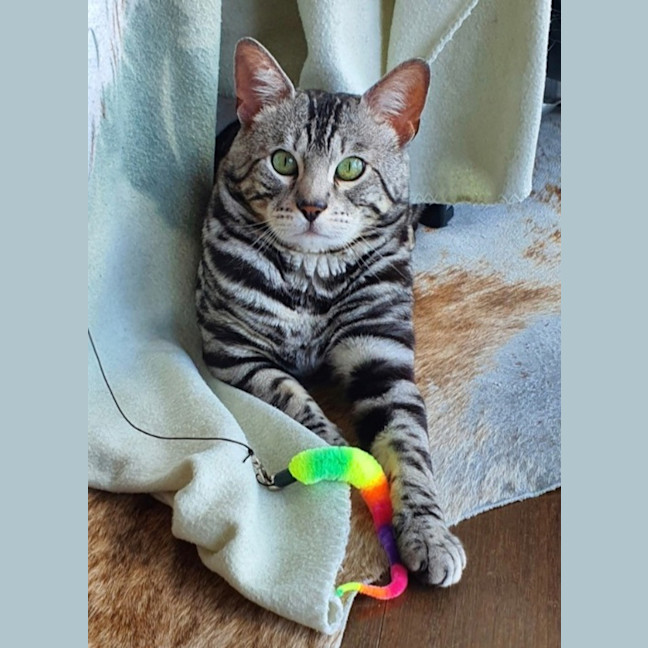 Photo of Macaroni Bob