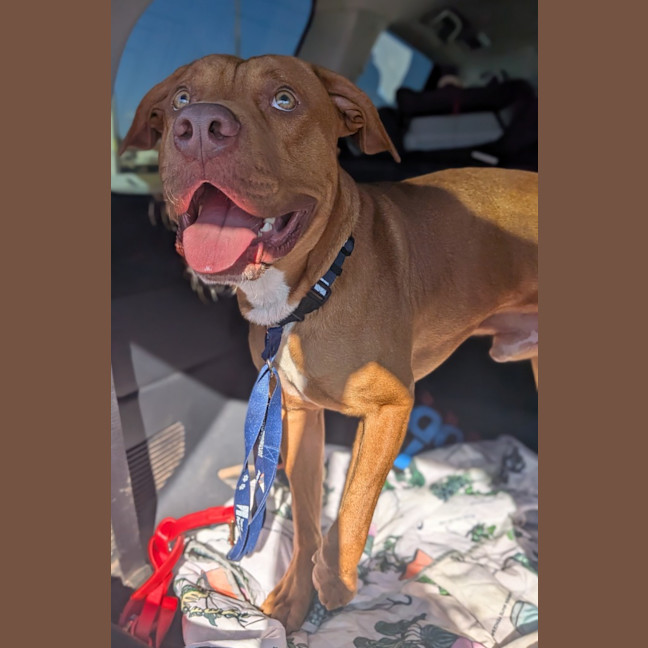 Photo of Samson