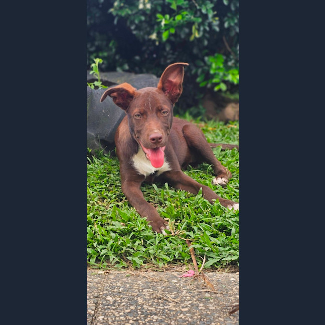Photo of Wicket