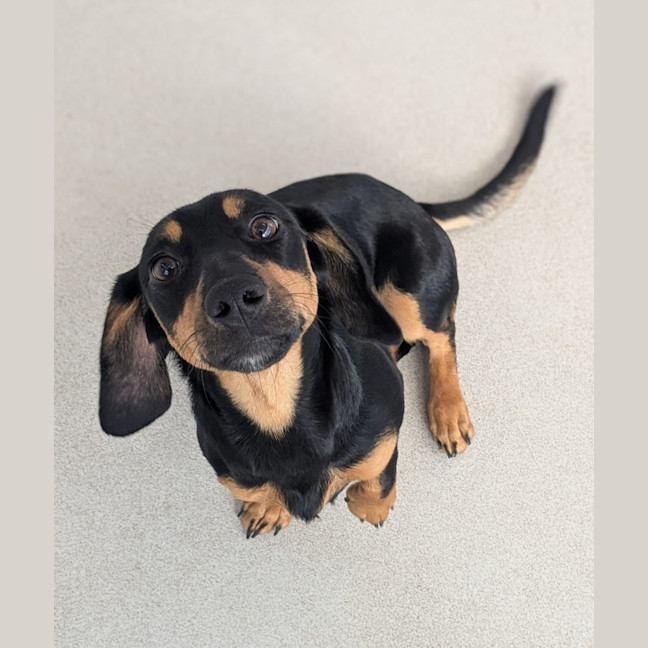 Photo of 🩰 Koah 5929🩰