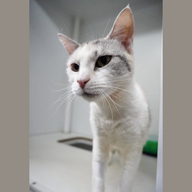 Photo of Taco