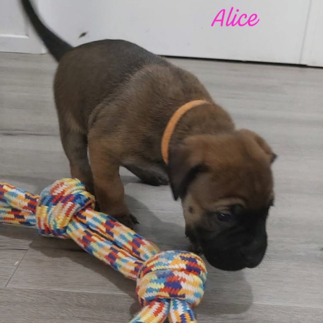Photo of Alice