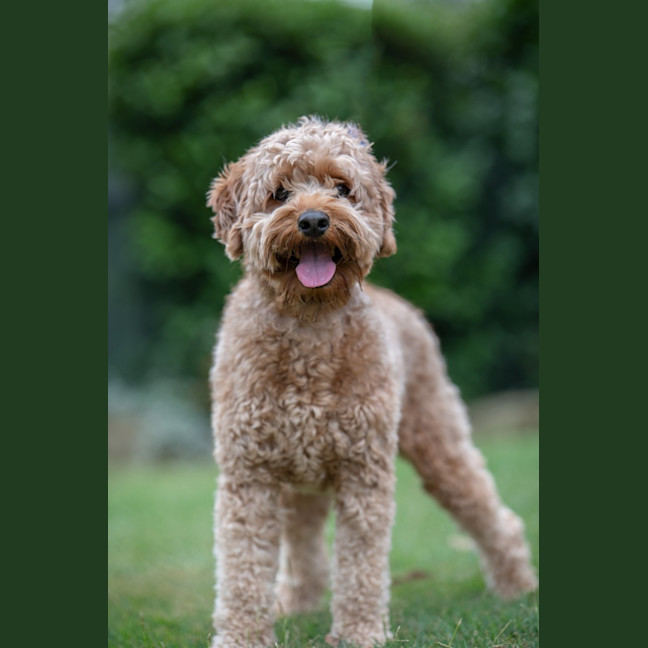 Photo of Crumpet