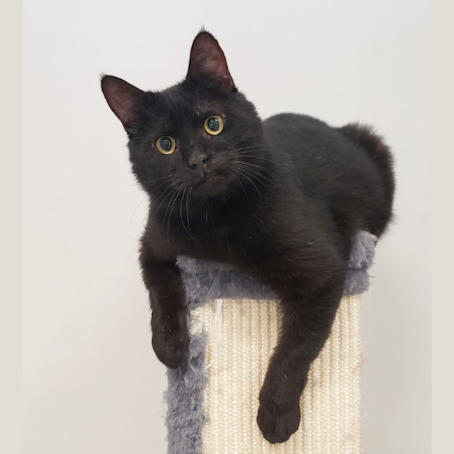 Photo of Licorice & Midnight Sta012634 & Sta012635