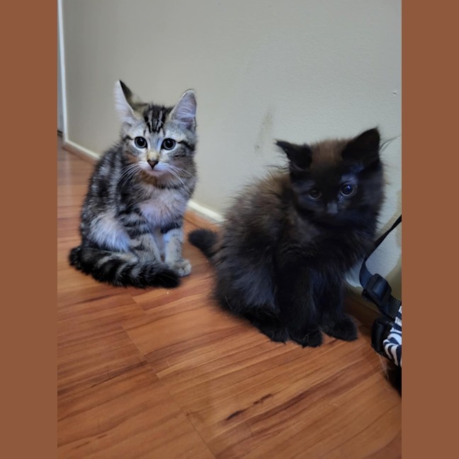 Photo of Coco Meet Me@Petstock Carrum Down Store