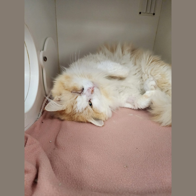 Photo of Mr Mistoffelees