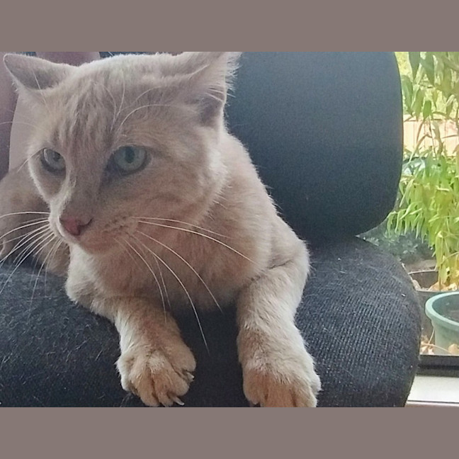 Photo of Max Meet Me@Petstock Hastings Store