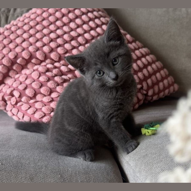 Photo of Trixie Cattel