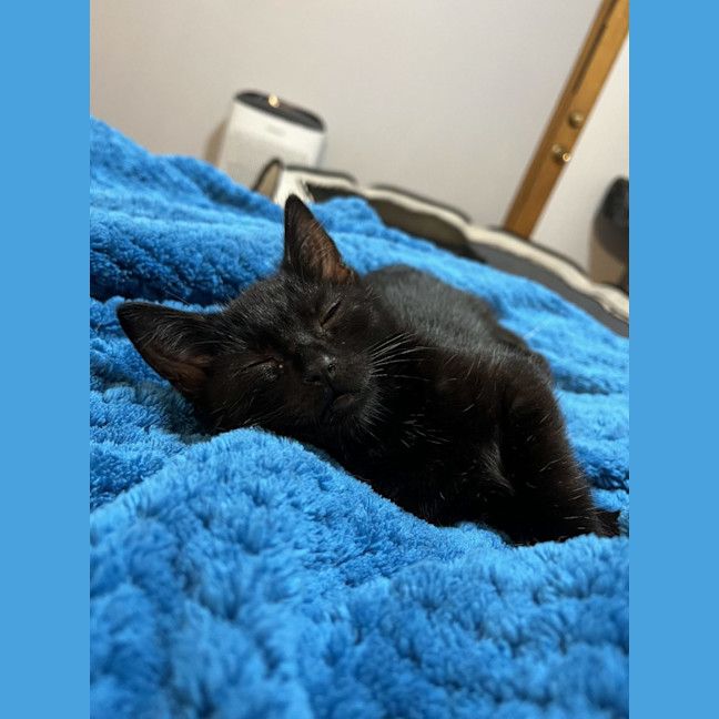 Photo of Rebel