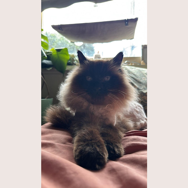 Photo of Jinx