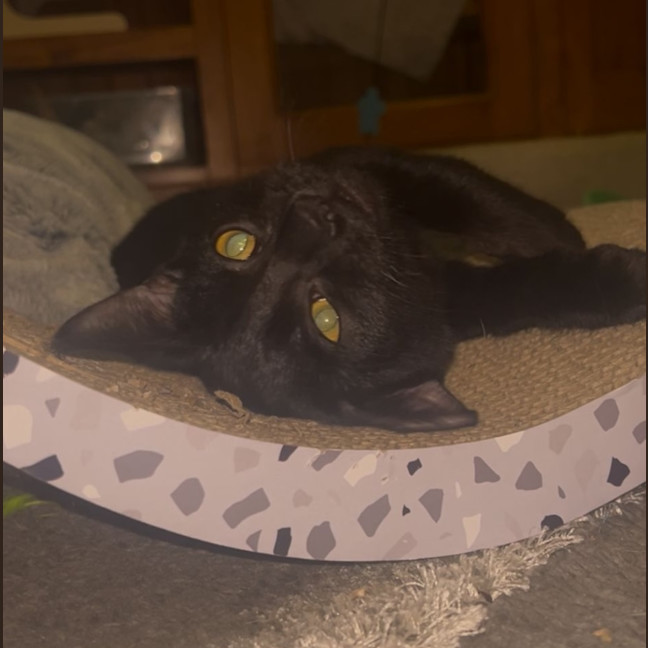 Photo of Zephyr