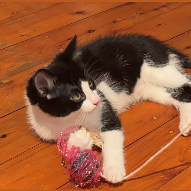 Photo of Loki
