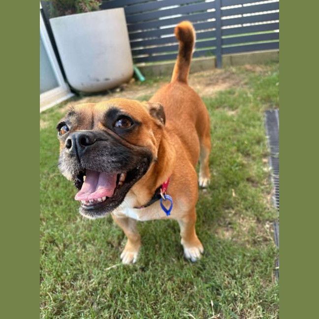 Photo of Poppy   2 Year Old Bulldog X Pug