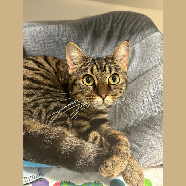 Photo of Roughnut