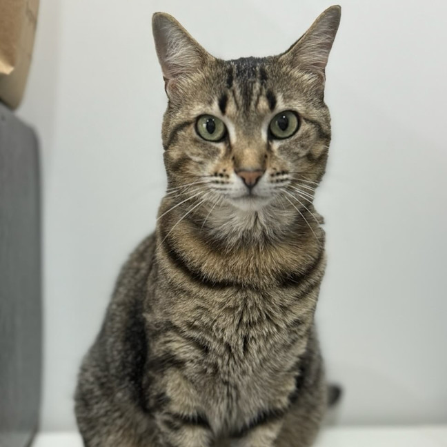 Photo of Kizzie