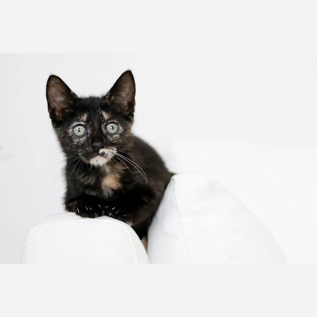 Photo of Freya