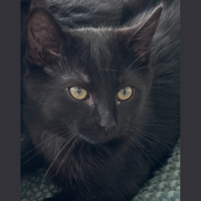 Photo of Percy