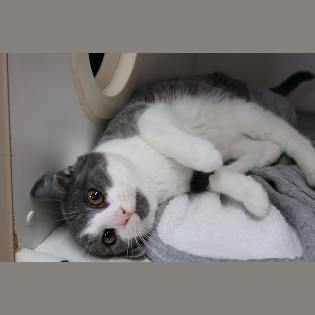 Photo of Pickle
