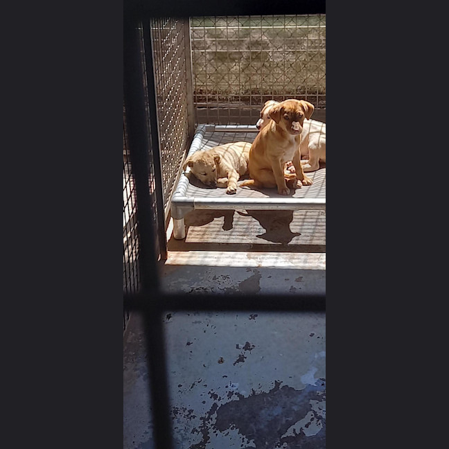 Photo of Baby Butter Cup