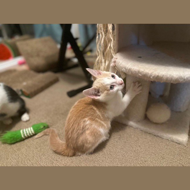 Photo of Peaches
