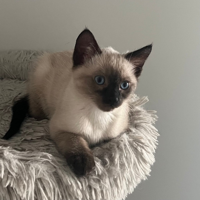 Photo of Nelson 🩵