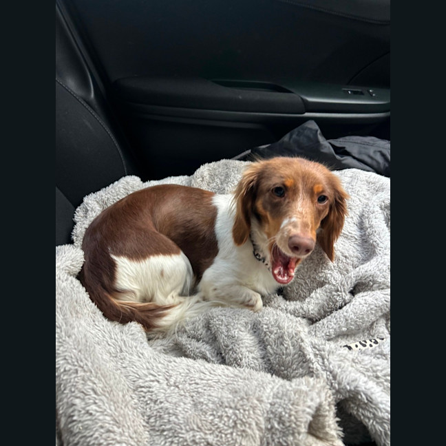Photo of Maisy 