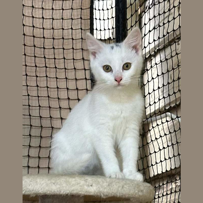 Photo of Opal